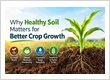 Why Healthy Soil Matters for Better Crop Growth