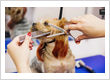 Dog haircut for a Yorkshire Terrier being styled with thinning shears and a metal comb.