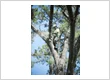 imgi 103 pulaski county mo tree services 24 hour tree service professional tree removal crew img