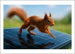 Squirrel Energy Services Ltd