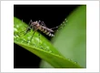 7 Outdoor Conditions That Could Be Attracting Pests to Your Property During Summer