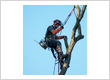 Tree Service