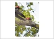 imgi 109 pulaski county mo tree services 24 hour tree service tree trimming pruning crew img