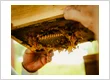 bee nest removal by bee rangers