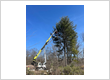 Tree Removal