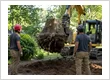 Stump Removal