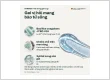 Das Experten SYMBIOS — minh họa kết cấu gel