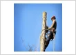 Palmdale Tree Service
