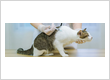 Cat Vaccination
