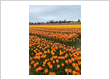 Skagit Valley Tulip Festival Headquarters
