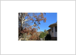tree service covington