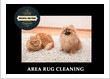 Weston Oriental Rug Pros