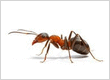Termite Control