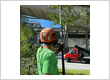 tree service Union NJ