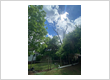 Tree service Chesnee & Spartanburgg