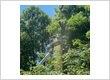 tree service southwest Indiana