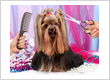 Dog haircut for a Yorkshire Terrier being styled with thinning shears and a metal comb.