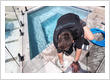 Pool Maintenance & Care