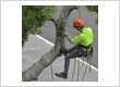 tree service Union NJ