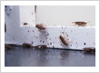 Pest Control Service