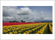 Skagit Valley Tulip Festival Headquarters