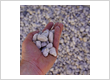 Premium Cowra White Pebbles – Decorative Landscaping Stone Supply