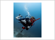 Padi idcbali