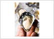Oyster Shucker Melbourne