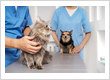 Pet Hospital in Encino