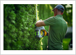 Hedge Trimming Landscape Maintenance